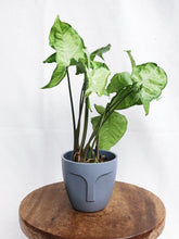 Load image into Gallery viewer, SYNGONIUM IN POT
