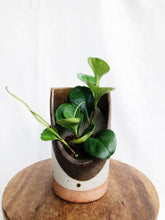Load image into Gallery viewer, PEPEROMIA OBSTUSIFOLIA IN CLAY POT

