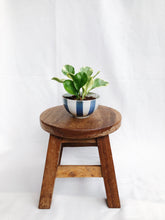 Load image into Gallery viewer, PEPEROMIA OBSTUSIFOLIA IN MINI STRIPES BOWL
