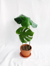 Load image into Gallery viewer, MONSTERA BORSIGIANA IN TERRACOTTA POT
