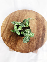 Load image into Gallery viewer, FITTONIA IN MINI POT
