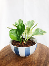 Load image into Gallery viewer, PEPEROMIA OBSTUSIFOLIA IN MINI STRIPES BOWL
