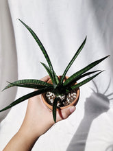 Load image into Gallery viewer, SANSEVIERIA CYLINDRICE (STARFISH)
