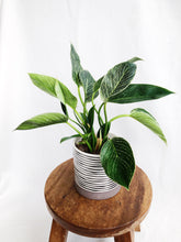 Load image into Gallery viewer, PHILODENDRON BIRKIN IN STRIPES POT
