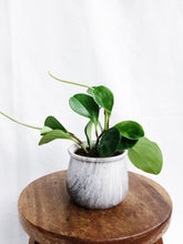 Load image into Gallery viewer, PEPEROMIA OBSTUSIFOLIA IN MARBLE GRAY POT

