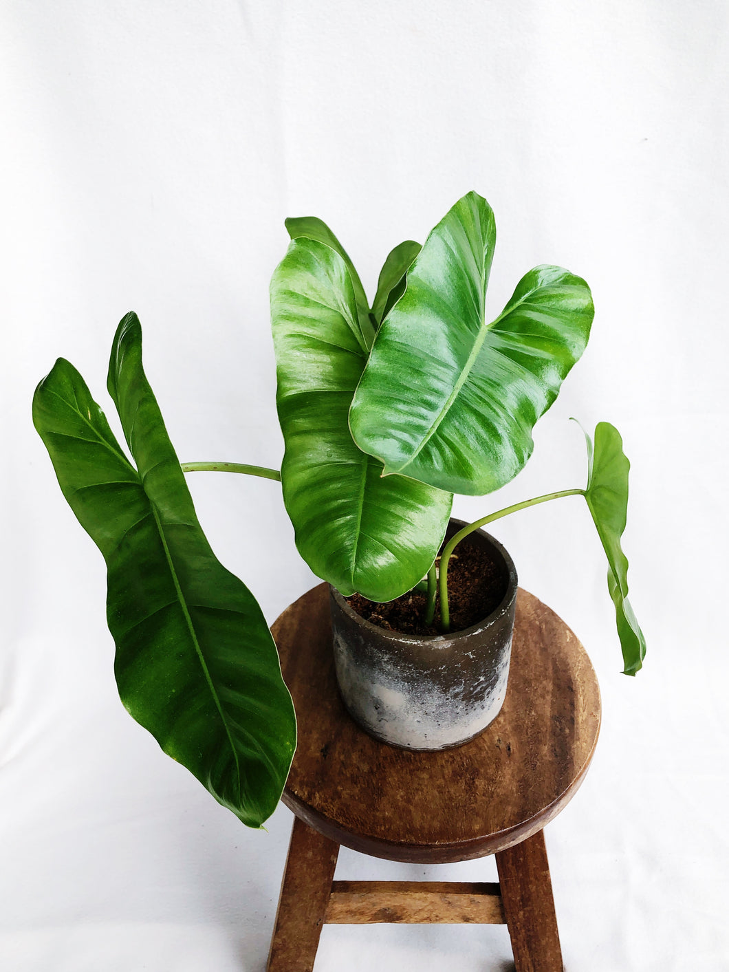PHILODENDRON BURLE MARXII IN CEMENT POT