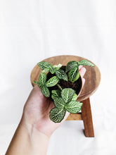 Load image into Gallery viewer, FITTONIA IN MINI POT
