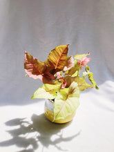 Load image into Gallery viewer, PINK SYNGONIUM IN CERAMIC POT
