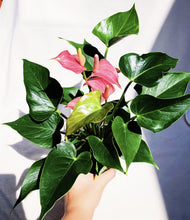 Load image into Gallery viewer, ANTHURIUM ANDRAENUM berrykinn
