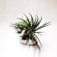 Load image into Gallery viewer, Air Plant Holder berrykinn
