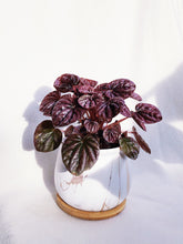 Load image into Gallery viewer, PEPEROMIA BURGUNDY RIPPLE IN OPAL
