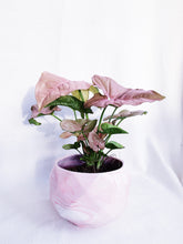 Load image into Gallery viewer, PINK SYNGONIUM IN PINK MARBLES
