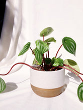 Load image into Gallery viewer, PEPEROMIA WATERMELON IN VYOLETTE
