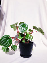 Load image into Gallery viewer, PEPEROMIA WATERMELON IN BLACK CERAMIC POT
