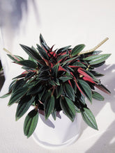Load image into Gallery viewer, PEPEROMIA ROSSO IN AMBER

