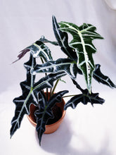 Load image into Gallery viewer, ALOCASIA NOBILIS
