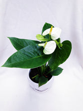 Load image into Gallery viewer, ANTHURIUM ANDRAENUM FLAMINGO LILY
