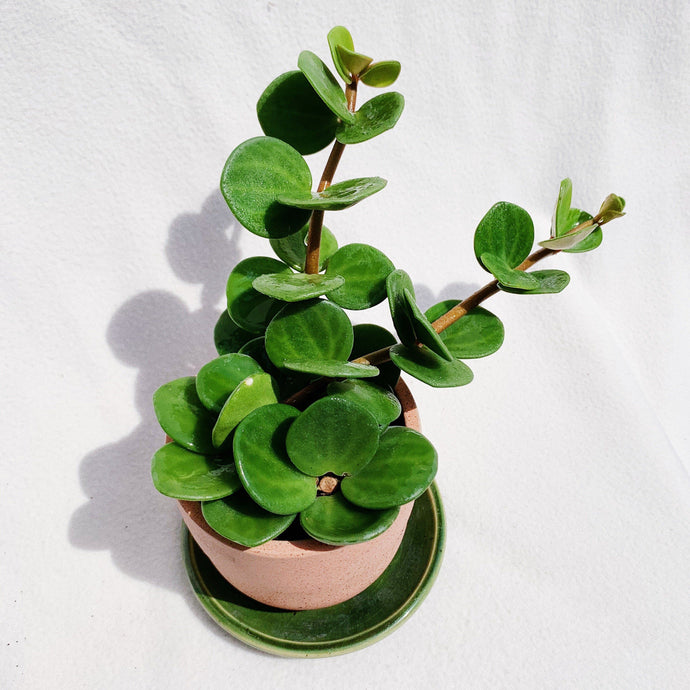 PEPEROMIA HOPE berrykinn