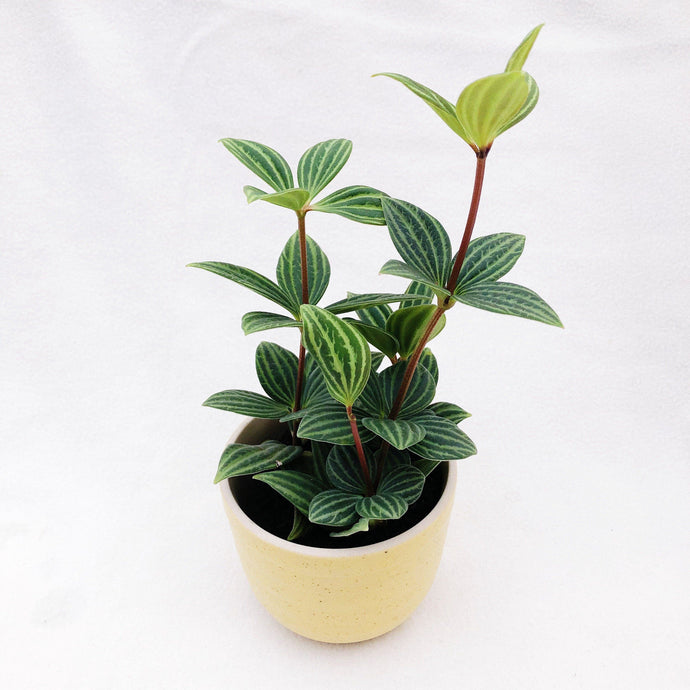 PEPEROMIA PUTEOLATA berrykinn