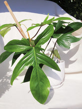 Load image into Gallery viewer, PHILODENDRON FLORIDA GHOST berrykinn

