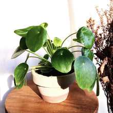 Load image into Gallery viewer, PILEA PEPEROMIODES IN A CLAY POT berrykinn
