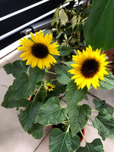 Load image into Gallery viewer, SUNFLOWER

